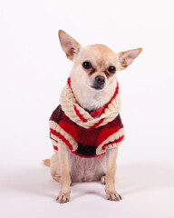 Chihuahua Winter Portrait