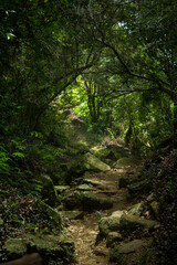Path in the woods