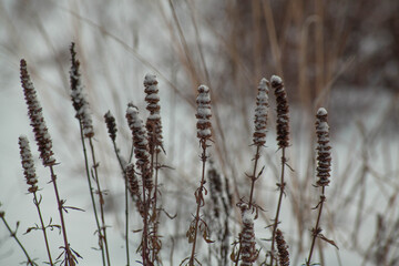 winter plants in the snow