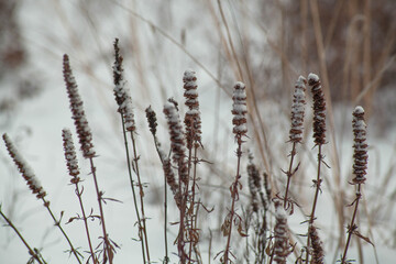 winter plants in the snow
