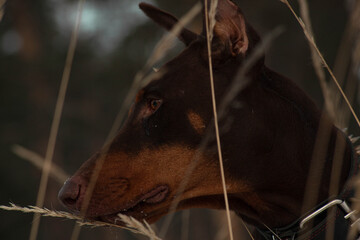 dog breed Doberman