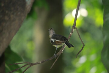 Beautiful Magpie robin on a branch