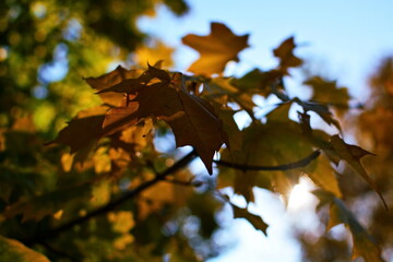 Blurry autumn background. Yellow leaves on maple branch in the rays of the bright sun in morning. Defocused photo for backdrop. Shooting opposite of sun