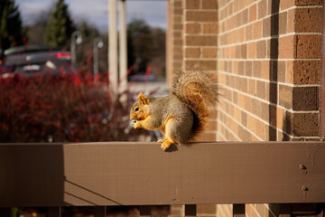 Squirrel has a walnut in the morning.