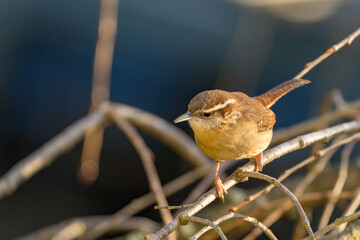 Carolina Wren perched on a thin branch
