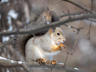 The squirrel with nut sits on tree in the winter or late autumn