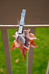 Eight fallen leaves hanging on clothespins.