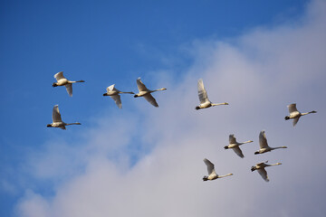 青空を飛ぶ白鳥の群れ
