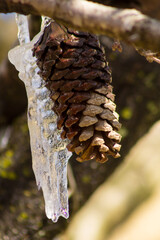 pine cone on tree