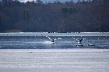 湖面を走るように飛び立つ春の白鳥