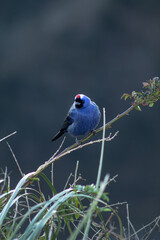 bird on a branch