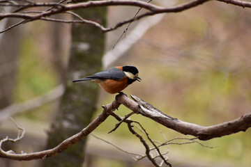 枝に止まる春のヤマガラ