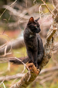 Sitting on a branch and staring at the side as cat poses, eyes focus and ears up cat on full alert of the surrounding.