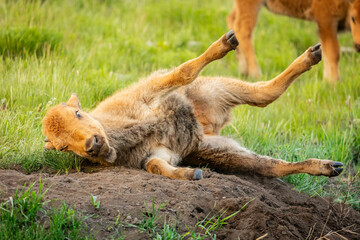 Bison youngster rolling in dirt