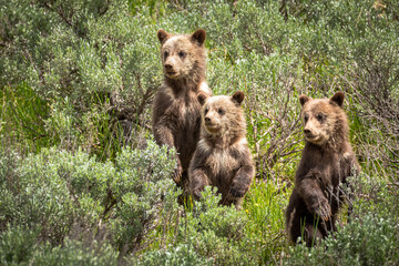 Grizzly cubs - 399