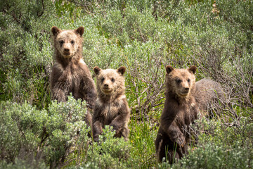 Grizzly cubs - 399