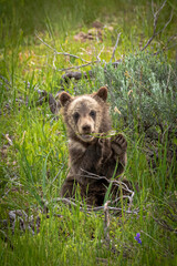 Grizzly cub