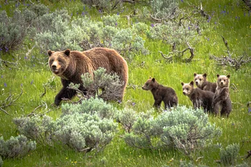 Foto op Aluminium Grizzly mother and cubs ( 399) © Dennis