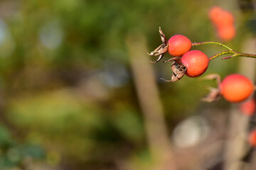 秋のローズヒップ