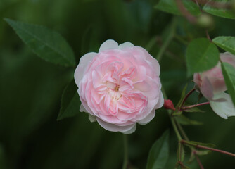 Blooming rose plant.