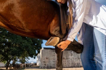 Veterinarian examining horse leg tendons