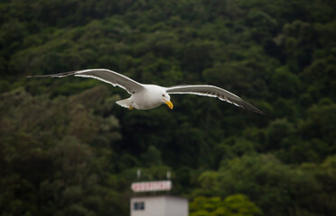 seagull in flight
