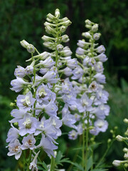 long delphinium inflorescences in the garden
