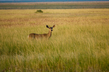 deer in the field