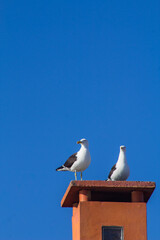 seagull on a pier