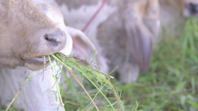 4k slow motion, close up, Farm cowshed with meat cow eating fresh grass