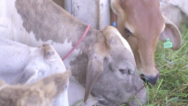 4k slow motion, close up, Farm cowshed with meat cow eating fresh grass