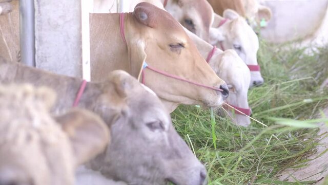 4k slow motion, close up, Farm cowshed with meat cow eating fresh grass