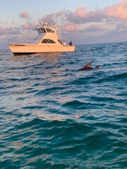 dolphin and boat on the sea