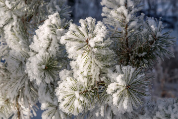 pine frost snow branches background pattern