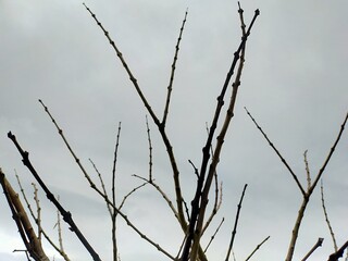 Dry branches on cloudy day. Branches on fall season. Branches have no leaves