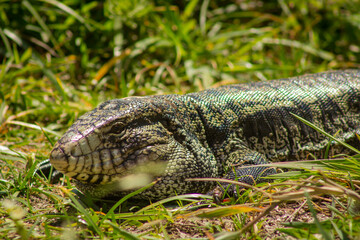 lizard on the ground