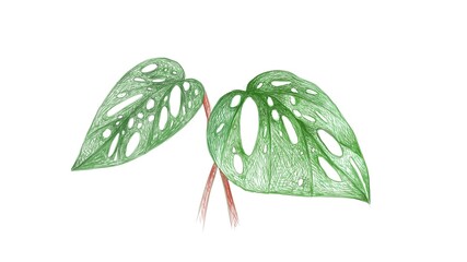 Ecology Concepts, Illustration of Window Leaf or Monstera Obliqua Plant.
