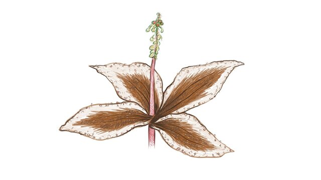 Illustration of Beautiful Malaxis Calophylla or Crepidium Calophyllum Plaant Isolated on A White Background.
