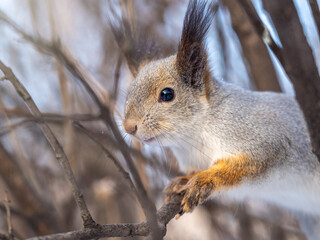 The squirrel funny sits on a branches in the winter or autumn