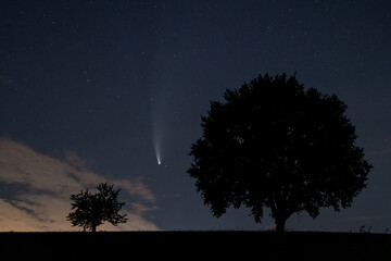 Comet C/2020 F3 neowise between the silhouettes of two trees just above the horizon