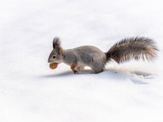 A squirrel with a walnut in its teeth quickly runs through the white snow