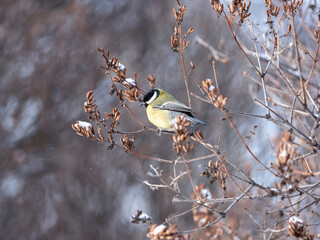 Cute bird Great tit, songbird sitting on a branch without leaves in the autumn or winter. Bird sitting on branches with snow.