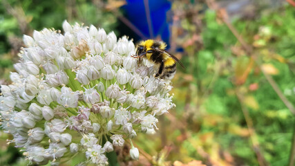 Bumblebee collects nectar on white flower in summer, close-up. Bombus hortorum pollinates flowers in garden.