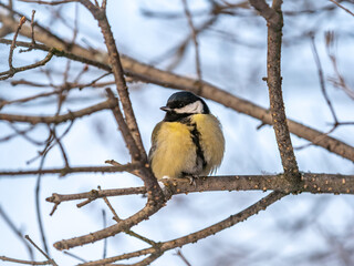 Cute bird Great tit, songbird sitting on a branch without leaves in the autumn or winter.
