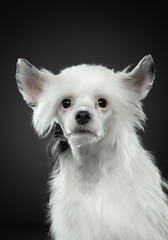 Dog on a dark background. cute Chinese Crested puppy. Low key. 