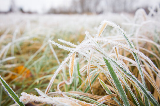 Froze lush green grass with ice crystals on natural blurry background. Natural landscape in winter. Fog with tender bokeh. Close-up, copy space