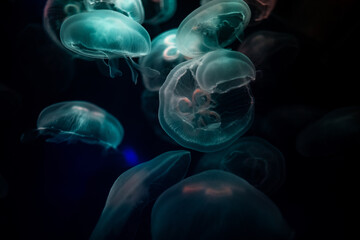 Obraz premium The blur is used for the background of the abstract image, many white jellyfish are swimming with swaying, gentleness and softness, pastel tones in the dark.
