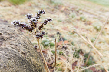 Dry spikelets of grass with ice crystals with ice crystals on natural blurry background. Natural landscape in winter. Fog with tender bokeh. Close-up, copy space