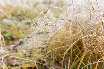 Dry spikelets of grass with ice crystals with ice crystals on natural blurry background. Natural landscape in winter. Fog with tender bokeh. Close-up, copy space