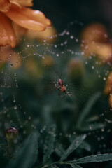 Araña en su telaraña con gotas de lluvia
